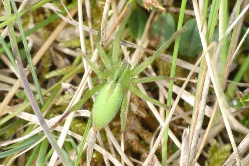 Micrommata ligurina